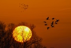 Wschód słońca - żurawie
